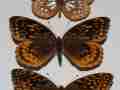 Speyeria cybele (melanic aberration) 2 (Internet Image property of respective owner, non-commercial use only)